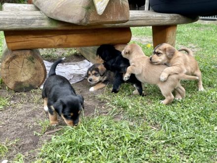 6 zuckersüß Rüden abzugeben ab 17.7.2022 (ab 12 Wochen)