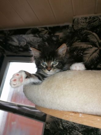 Tolle Maine coon kitten suchen neuen Wirkungskreis