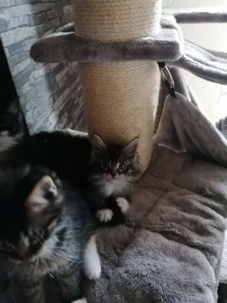 Tolle Maine coon kitten suchen neuen Wirkungskreis