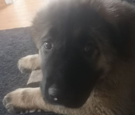 Hallo ich gebe hier einen 15 Woche alten Welpen ab es