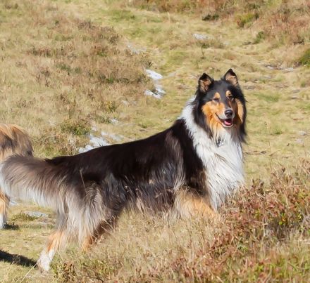 MONTY