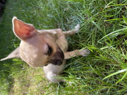 Hallo, diese zwei kleinbleibenden Chihuahua-Welpen