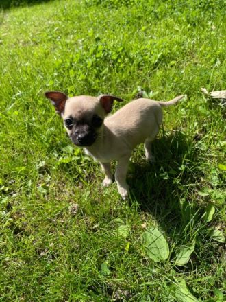 Hallo, diese zwei kleinbleibenden Chihuahua-Welpen