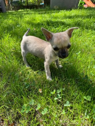 Hallo, diese zwei kleinbleibenden Chihuahua-Welpen