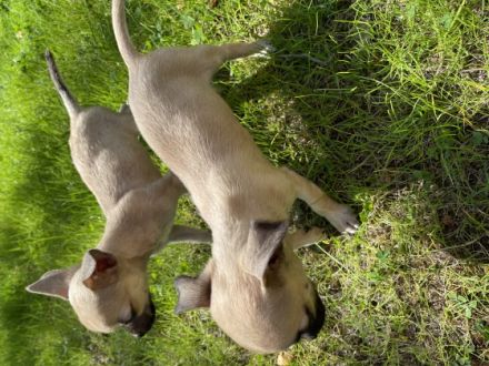 Hallo, diese zwei kleinbleibenden Chihuahua-Welpen