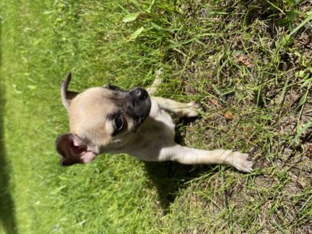 Hallo, diese zwei kleinbleibenden Chihuahua-Welpen