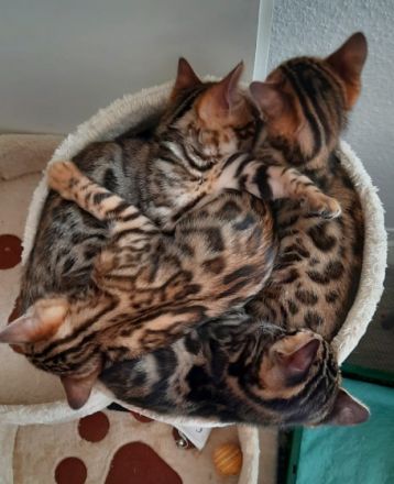 Aus einer traumhaften Verpaarung sind aus unserem