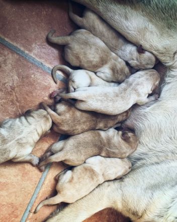 "Welpenkauf basiert auf Vertrauen“ Unsere Labrador