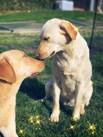 "Welpenkauf basiert auf Vertrauen“ Unsere Labrador