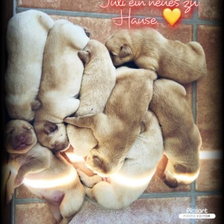 "Welpenkauf basiert auf Vertrauen“ Unsere Labrador