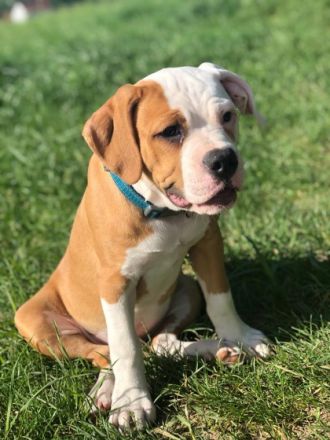 Conti /OEB Welpe sucht ab sofort ein Zuhause. Er ist