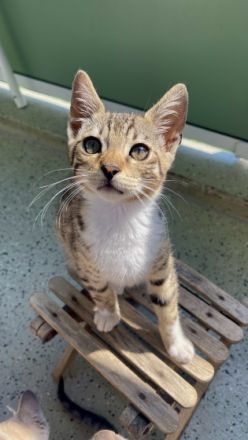 2 Katzen ❤ 1Kater., Britisch Kurzhaar, Mix-Kitten