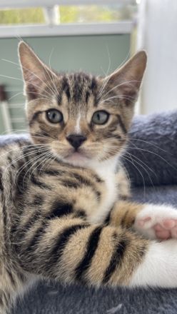 2 Katzen ❤ 1Kater., Britisch Kurzhaar, Mix-Kitten