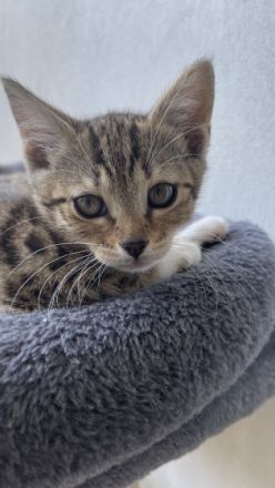 2 Katzen ❤ 1Kater., Britisch Kurzhaar, Mix-Kitten