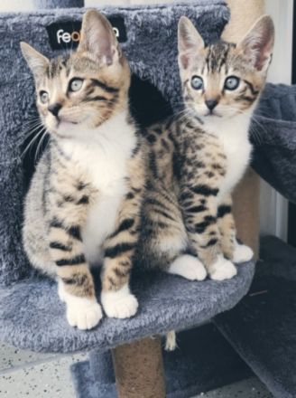 2 Katzen ❤ 1Kater., Britisch Kurzhaar, Mix-Kitten