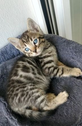 Am 10.03.2022 haben wir 5 wunderschöne Babys bekommen.