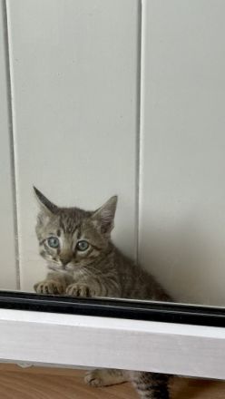 Am 10.03.2022 haben wir 5 wunderschöne Babys bekommen.