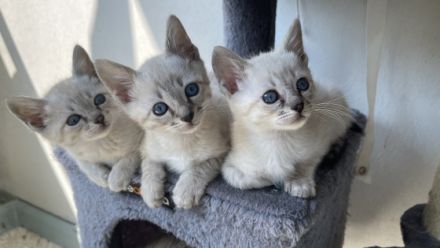 Am 10.03.2022 haben wir 5 wunderschöne Babys bekommen.