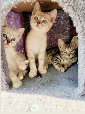 Am 10.03.2022 haben wir 5 wunderschöne Babys bekommen.