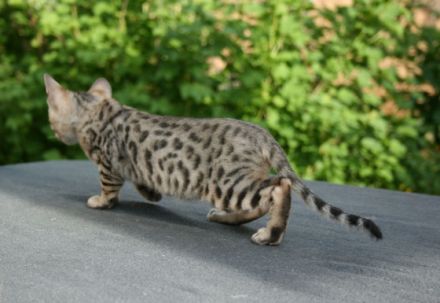 Ab Ende Mai ( je nach Entwicklung) dürfen unsere Kitten