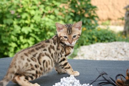 Ab Ende Mai ( je nach Entwicklung) dürfen unsere Kitten