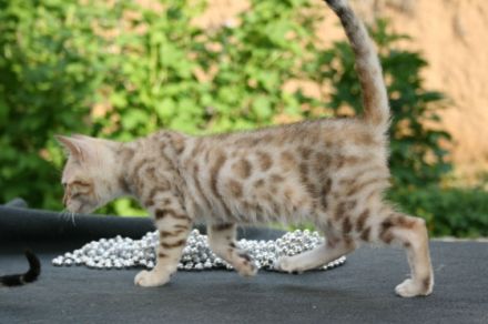 Ab Ende Mai ( je nach Entwicklung) dürfen unsere Kitten
