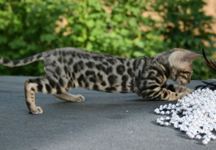 Ab Ende Mai ( je nach Entwicklung) dürfen unsere Kitten