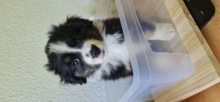 3 zuckersüße Mini-Australien-Sheperd Welpen aus