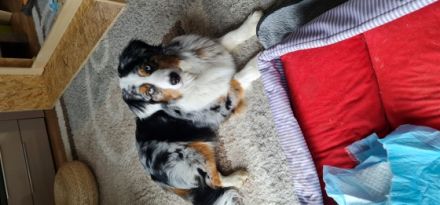 3 zuckersüße Mini-Australien-Sheperd Welpen aus