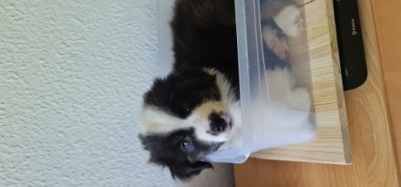 3 zuckersüße Mini-Australien-Sheperd Welpen aus