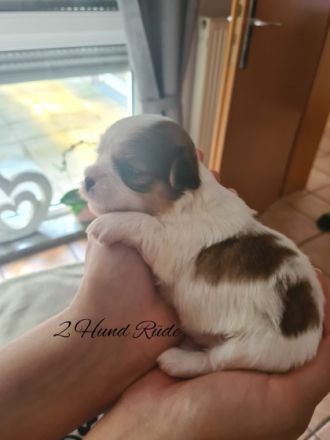 Unsere 5 Welpen sind seitdem 4.5.22 auf der Welt und