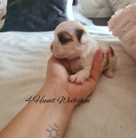 Unsere 5 Welpen sind seitdem 4.5.22 auf der Welt und