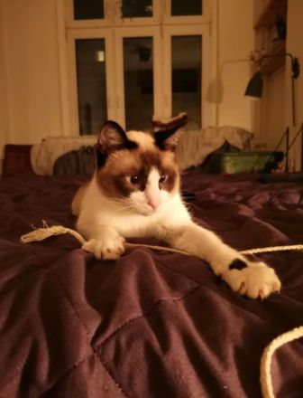 Kalle ist ein Mix aus Snowshoe und Siam und ist im