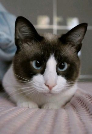 Kalle ist ein Mix aus Snowshoe und Siam und ist im