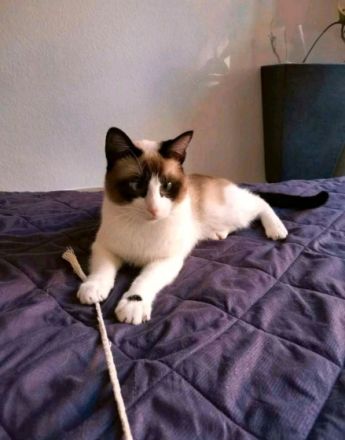 Kalle ist ein Mix aus Snowshoe und Siam und ist im