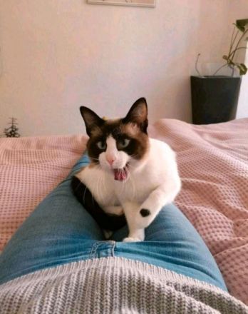 Kalle ist ein Mix aus Snowshoe und Siam und ist im