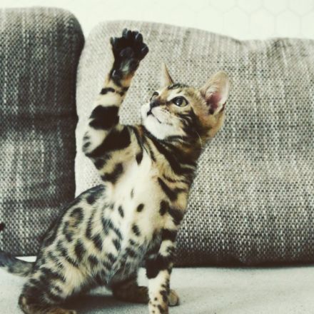 Letzte Babys suchen ab sofort win zuhause. Mama mit