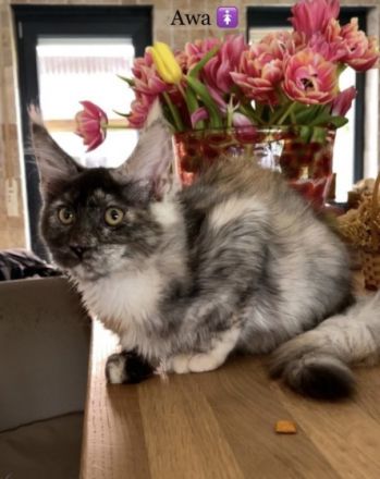 Hallo! Wir sind Vereins-Züchter und haben nun im Januar