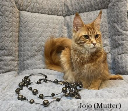 Hallo! Wir sind Vereins-Züchter und haben nun im Januar