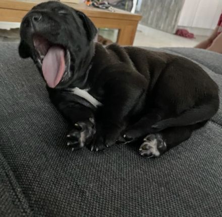 Am 6.5.22 hat unsere Hündin Elli (Doggen-mix/ Papa: