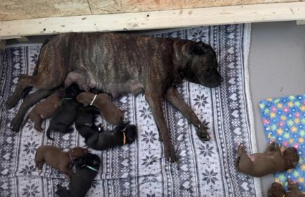 Am 6.5.22 hat unsere Hündin Elli (Doggen-mix/ Papa: