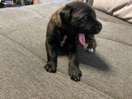 Am 6.5.22 hat unsere Hündin Elli (Doggen-mix/ Papa: