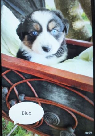 Liebevoll aufgezogene Aussie Welpchen. Bei Abgabe