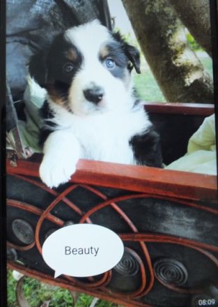 Liebevoll aufgezogene Aussie Welpchen. Bei Abgabe