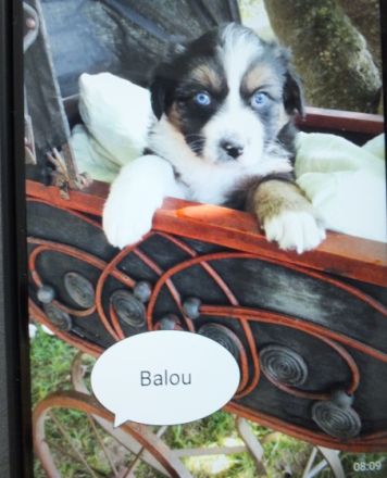 Liebevoll aufgezogene Aussie Welpchen. Bei Abgabe