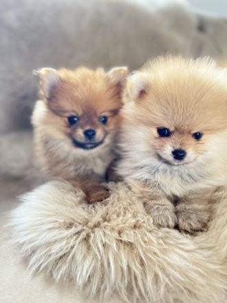 Die kleinen sind ab dem 3.6 Abgabe bereit Der hellste