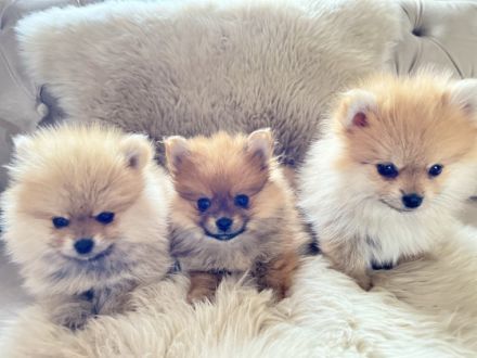 Die kleinen sind ab dem 3.6 Abgabe bereit Der hellste