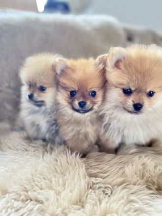 Die kleinen sind ab dem 3.6 Abgabe bereit Der hellste