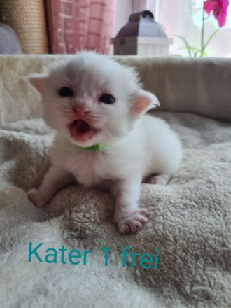 Wir haben zuckersüße Ragdoll kitten abzugeben ab Ende