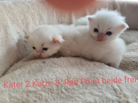Wir haben zuckersüße Ragdoll kitten abzugeben ab Ende